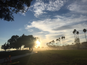 A picture of a park in Santa Barbara, CA at sunset with a line of palm trees in silhouette. 